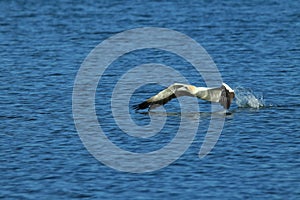 Australasian gannet (Morus serrator) New Zealand