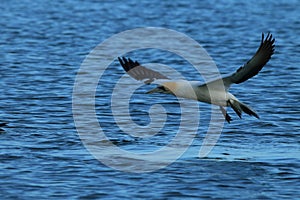 Australasian gannet (Morus serrator) New Zealand