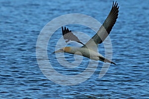 Australasian gannet (Morus serrator) New Zealand