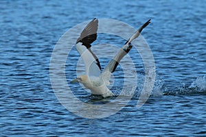 Australasian gannet (Morus serrator) New Zealand