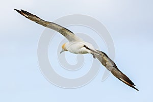 The Australasian Gannet