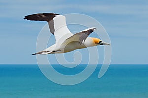 Australasian Gannet, Muriwai Beach, North Island, New Zealand