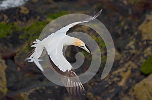 Australasian Gannet, Muriwai Beach, North Island, New Zealand