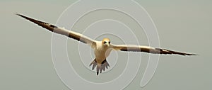 Australasian Gannet in New Zealand