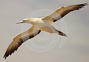 Australasian Gannet in New Zealand