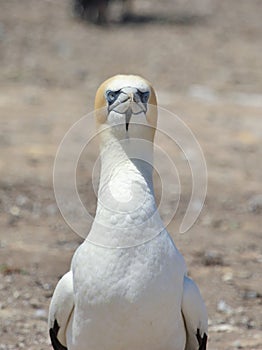 Australasian Gannet in New Zealand