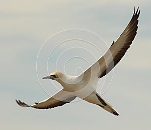 Australasian Gannet in New Zealand