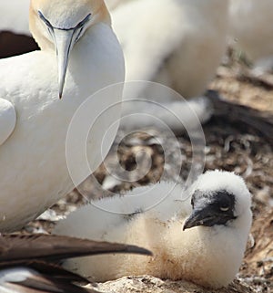 Australasian Gannet in New Zealand