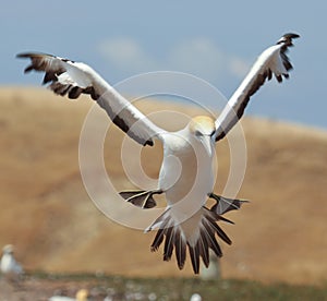 Australasian Gannet in New Zealand