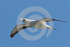 Australasian Gannet in New Zealand