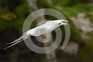 Australasian gannet portrait in flight