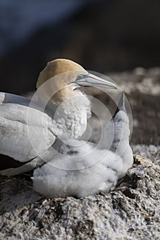 Australasian gannet ready to feed its chick on the nest, in the last light of the day in the Muriwai colony