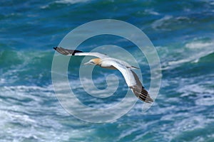 Australasian gannet soaring over the ocean