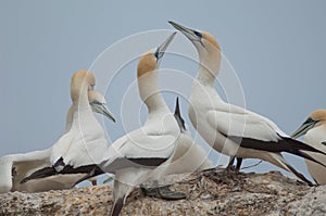 Australasian gannets.