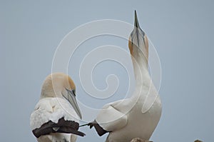 Australasian gannets.