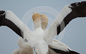 Australasian gannets.