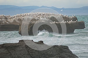 Australasian gannets.