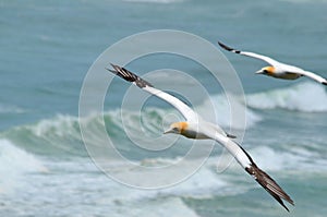 Australasian Gannets, Muriwai Beach, North Island, New Zealand