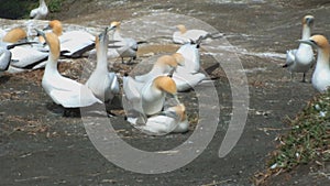 Australasian Gannets at the Muriwai Gannet Colony