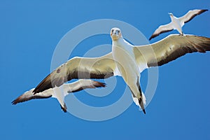 Australasian Gannets, Portland, Vic