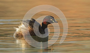 Australasian Grebe