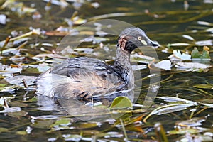 Australasian Grebe