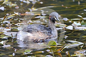 Australasian Grebe