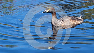 Australasian Grebe