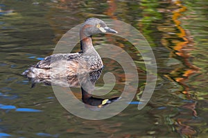 Australasian Grebe