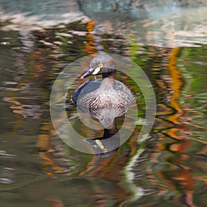 Australasian Grebe