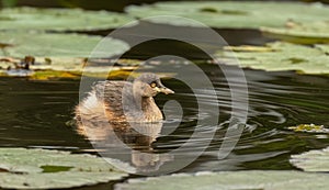 Australasian grebe (Tachybaptus novaehollandiae) a small water bird in breeding plumage