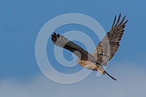 Australasian Harrier hunting