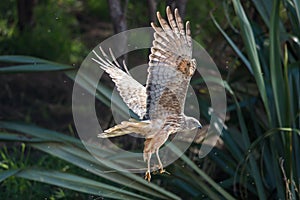 Australasian Harrier hunting