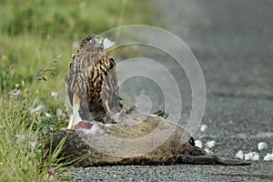 Australasian Harrier Scavenging photo