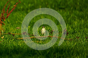 Australasian pipit perched on a branch