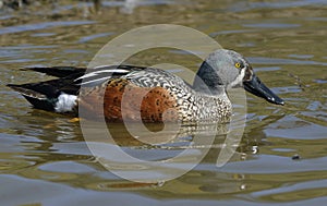 Australasian Shoveler