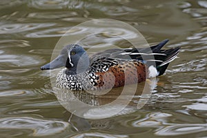 Australasian Shoveler