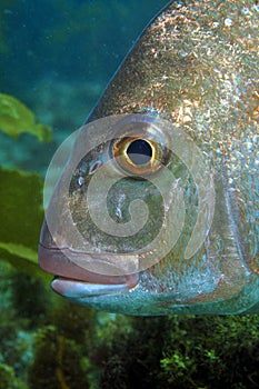 Australasian snapper