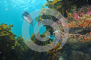 Australasian snapper above rocky reef