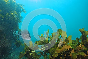 Australasian snapper among brown kelp