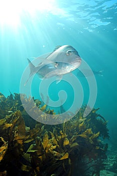 Australasian snapper