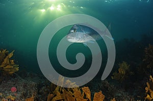 Australasian snapper on reef in late evening