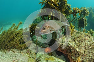 Australasian snapper at rocky reef with kelp