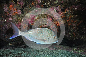 Australasian snapper at rocky wall