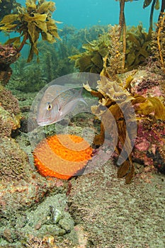 Australasian Snapper At Yellow Sponge