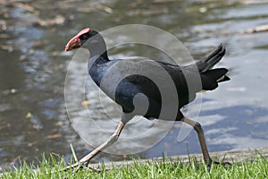 Australasian swamphen