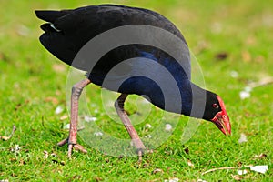 Australasian Swamphen NZ Pukeko Eating Grass