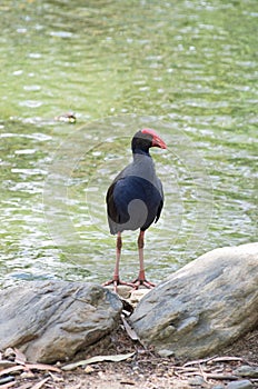 Australasian Swamphen on Pond Bank