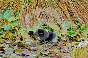 The Australasian swamphen Porphyrio melanotus