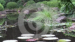Australasian Swamphen, porphyrio melanotus, in the pond of a landscaped Japanese garden in Australia.